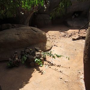 Klipspringer enclosure