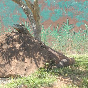 Komodo Dragon