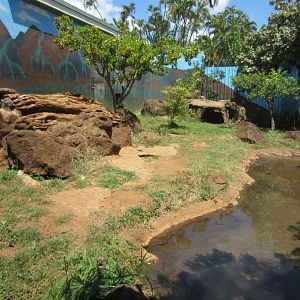 Komodo Dragon enclosure