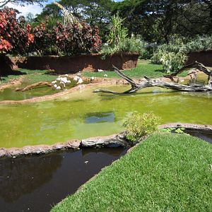 Lesser Flamingo pond