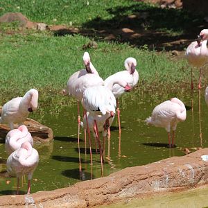Lesser Flamingos