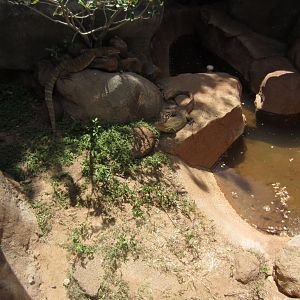 Nile Monitor exhibit