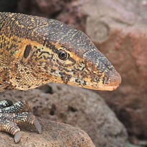 Nile Monitor