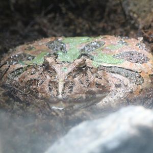 Ornate Horned Frog