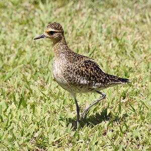 Pacific Golden Plover female (wild)