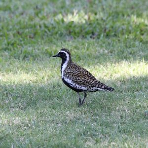 Pacific Golden Plover male (wild)