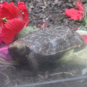 Pancake Tortoise
