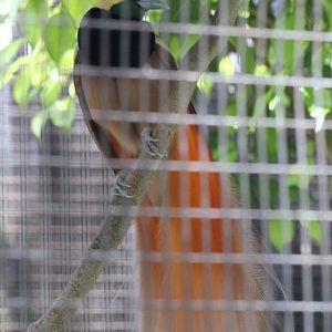 Raggiana's Bird of Paradise