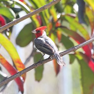 Red-crested Cardinal (wild)