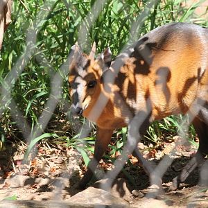 Red-flanked Duiker