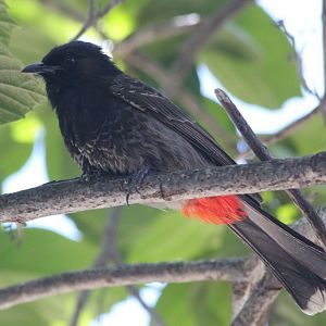 Red-vented Bulbul (wild)