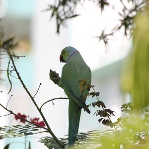 Ring-neck Parrot (wild)