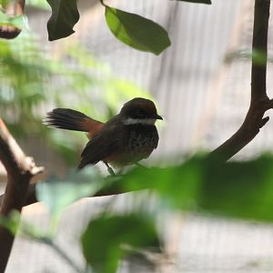 Rufous Fantail