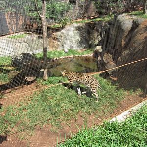 Serval Enclosure