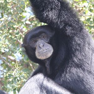 Siamang