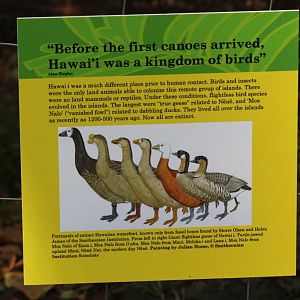 Extinct Hawaiian Geese graphic