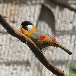 Silver-eared Mesia