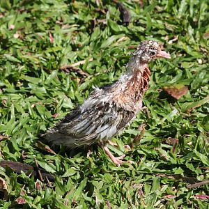 Something that appears to have left the nest to early...(wild)