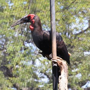Southern Ground Hornbill