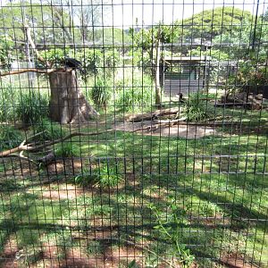 Southern Ground Hornbill enclosure