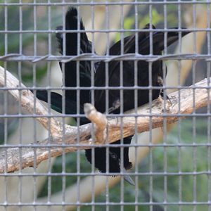 Superb Bird of Paradise
