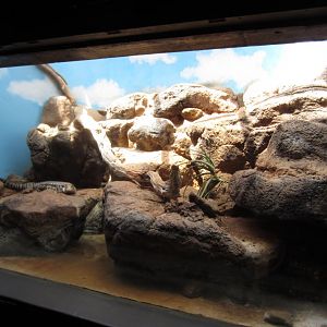 Tegu tank