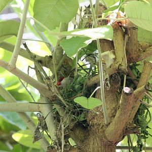 Waxbill on nest
