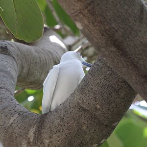 White Tern adult (wild)