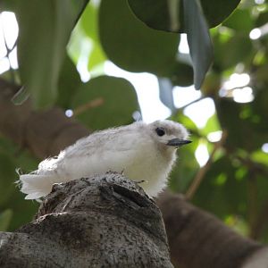 White Tern chick (wild)