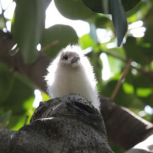 White Tern chick (wild)