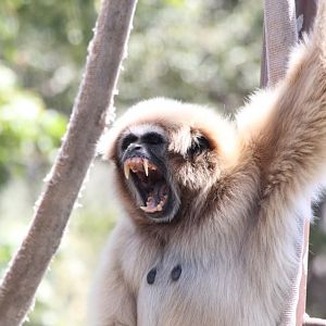 White-handed Gibbon yawn