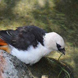 White-headed Buffalo Weaver
