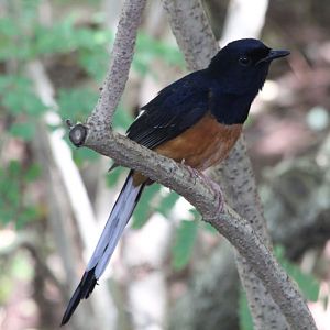 White rumped Shama male (wild)