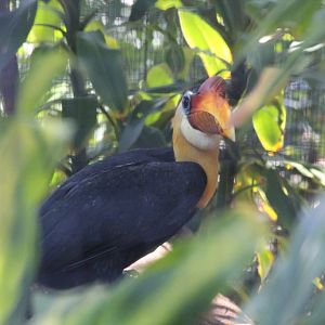 Wrinkled Hornbill male