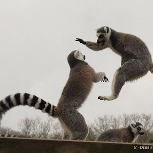 Ring Tailed Lemurs