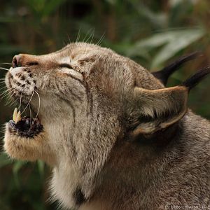 Female European Lynx