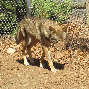 Red Wolf