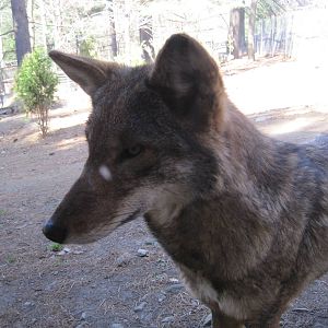 Up Close and Personal With a Red Wolf