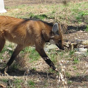 New Maned Wolf