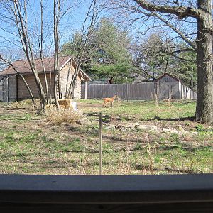 Maned Wolf Exhibit