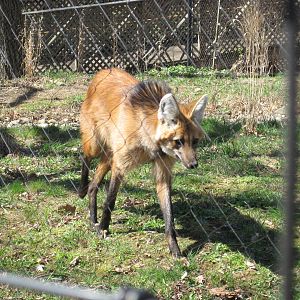 New Maned Wolf