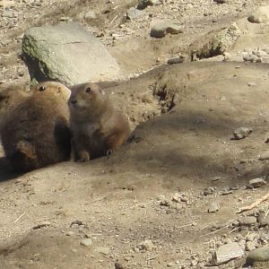 Black-Tailed Prairie Dogs