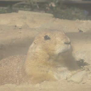 Prairie Dog