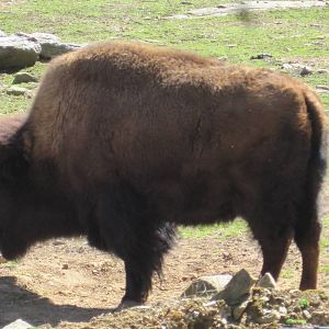 American Bison
