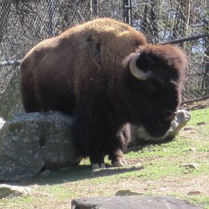 American Bison