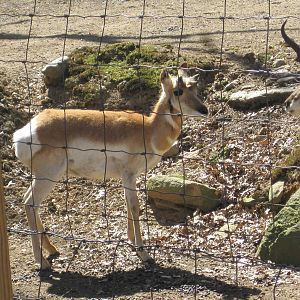 Baby Pronghorn