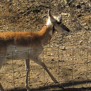 Baby Pronghorn