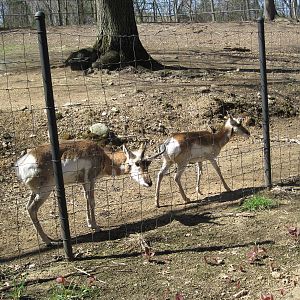 Playful Pronghorn