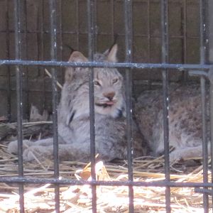 Canada Lynx