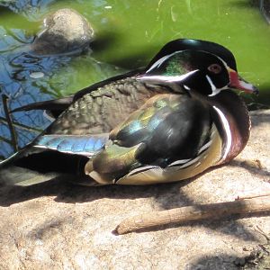 Wood Duck